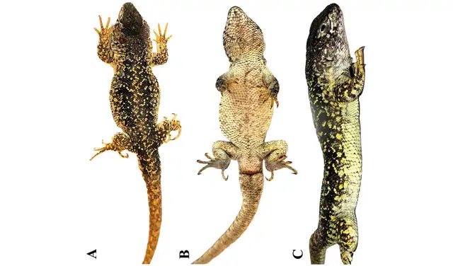 Holotipo de Liolaemus arequipensis sp. nov. Foto: Diversity Holotipo de Liolaemus arequipensis sp. nov. Foto: Diversity