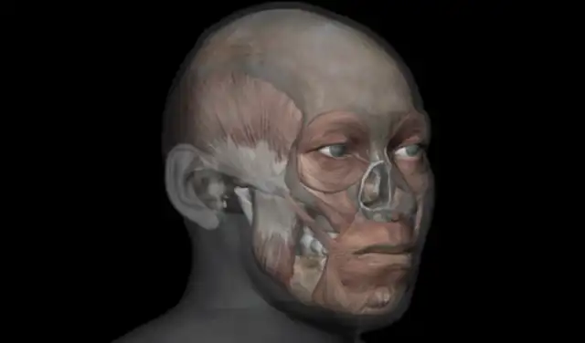 Reconstrucción muestra los músculos y tejidos del hombre que vivió como cazador-recolector hace más de 3.000 años. Foto: Dr. Chris Rynn Reconstrucción muestra los músculos y tejidos del hombre que vivió como cazador-recolector hace más de 3.000 años. Foto: Dr. Chris Rynn