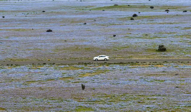 Las flores en el desierto de Atacama permitió el turismo repunte en la zona. Foto: AFP