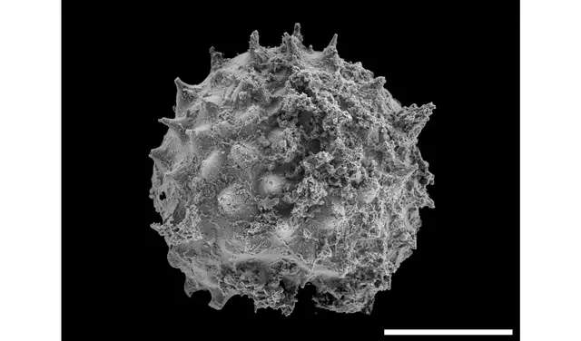 Una imagen de microscopio electrónico de Asterocapsoides wenganensis, un fósil microscópico de la Biota de Kheseen en Mongolia. Foto: Derek Briggs
