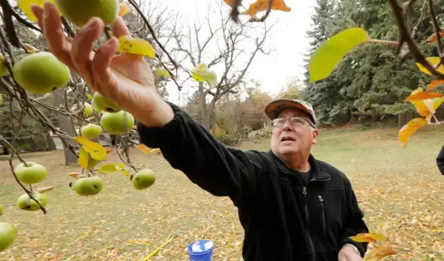 El botánico aficionado David Benscoter, del proyecto The Lost Apple Project, selecciona una variedad de manzana. Foto NY Post