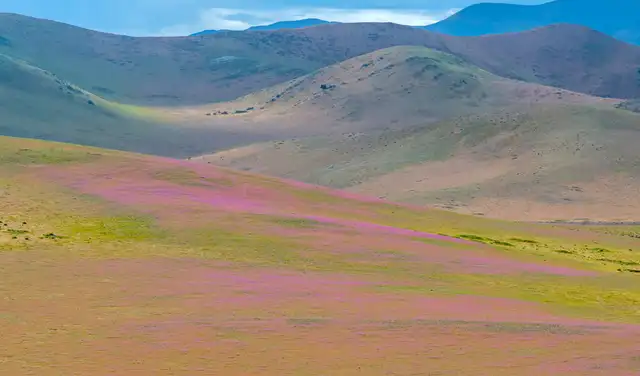 El fenómeno de El Niño de este año ha traído una floración mayor de lo normal al desierto de Atacama. Foto: Javier Torres/AFP El fenómeno de El Niño de este año ha traído una floración mayor de lo normal al desierto de Atacama. Foto: Javier Torres/AFP