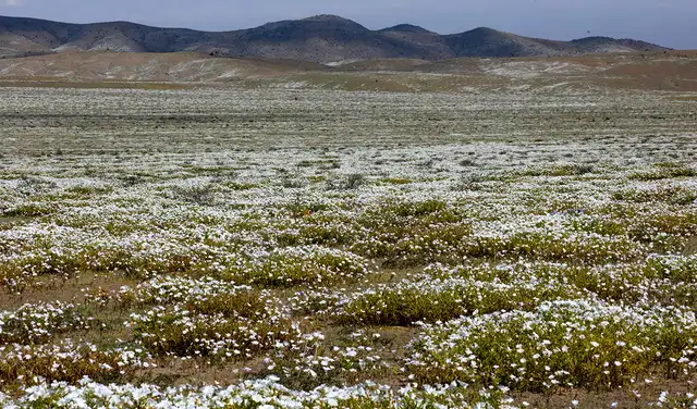 Las abejas polinizan las plantas. Los escarabajos se alimentan de sus restos y fertilizan el suelo con sus excrementos, ricos en nitrógeno y fósforo. Foto: Javier Torres/AFP Las abejas polinizan las plantas. Los escarabajos se alimentan de sus restos y fertilizan el suelo con sus excrementos, ricos en nitrógeno y fósforo. Foto: Javier Torres/AFP