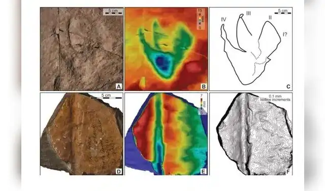Huellas fósiles conservadas en rocas del Triásico Superior. Foto: An Australasian Journal of Palaeontology Huellas fósiles conservadas en rocas del Triásico Superior. Foto: An Australasian Journal of Palaeontology