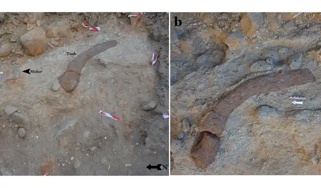 La investigación se centra en un molar gigante de elefante y fragmentos de colmillo descubiertos junto con herramientas de piedra. Foto: Universidad Tel-Hai de Kiryat Shmona