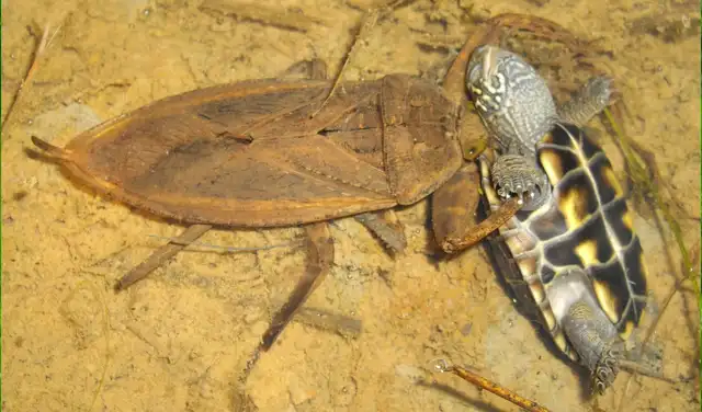 Una chinche acuática gigante (Kirkaldyia deyrolli ) sujetando a una pequeña tortuga. Foto: Shin-ya Ohba Una chinche acuática gigante (Kirkaldyia deyrolli ) sujetando a una pequeña tortuga. Foto: Shin-ya Ohba
