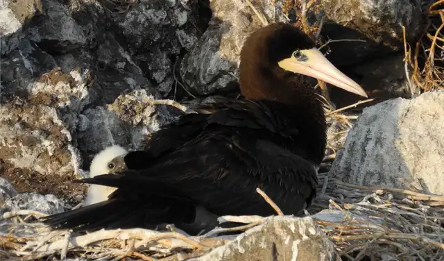 Redonda es también un Área Importante para las Aves y alberga especies como el piquero pardo. Foto: Jenny Daltry/Fauna & Flora International