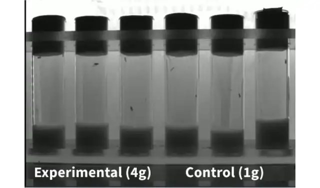 Ensayo de geotaxis negativo sin sobresalto en moscas de 4 g. Foto: Journal of Experimental Biology