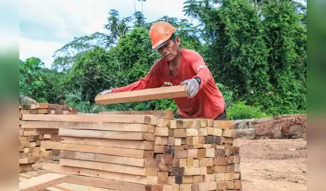El Programa de Incentivos Forestales ha impulsado la plantación de 3,5 millones de árboles con fines comerciales. Foto: Serfor El Programa de Incentivos Forestales ha impulsado la plantación de 3,5 millones de árboles con fines comerciales. Foto: Serfor