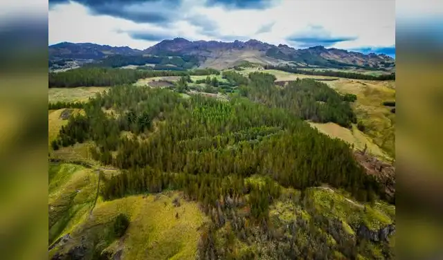 La inversión sostenible en los bosques abre nuevas oportunidades de empleo, fortalece los negocios forestales y contribuye a mejorar los medios de vida de las familias rurales. Foto: Serfor La inversión sostenible en los bosques abre nuevas oportunidades de empleo, fortalece los negocios forestales y contribuye a mejorar los medios de vida de las familias rurales. Foto: Serfor