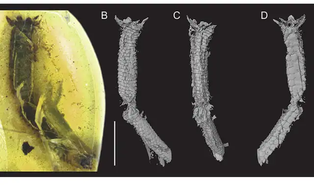 La cola de lagarto conservada en ámbar muestra características morfológicas de tejido blando. Foto: Palaeontologia Electronica