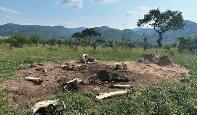 Un elefante transforma el lugar donde muere, dejando un legado que perdura mucho después de que su cuerpo haya desaparecido y sus huesos se hayan dispersado. Foto: Courtney Reed Un elefante transforma el lugar donde muere, dejando un legado que perdura mucho después de que su cuerpo haya desaparecido y sus huesos se hayan dispersado. Foto: Courtney Reed