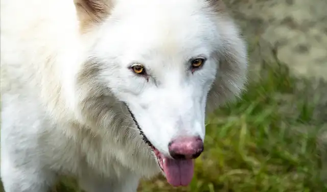 Primer plano de Khaleesi, la loba huargo, con la lengua fuera. Foto: Colossal Biosciences Primer plano de Khaleesi, la loba huargo, con la lengua fuera. Foto: Colossal Biosciences