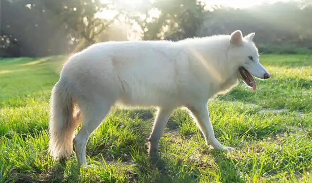 Remus, el lobo huargo, caminaba por un claro cubierto de hierba con la lengua fuera. Foto: Colossal Biosciences Remus, el lobo huargo, caminaba por un claro cubierto de hierba con la lengua fuera. Foto: Colossal Biosciences