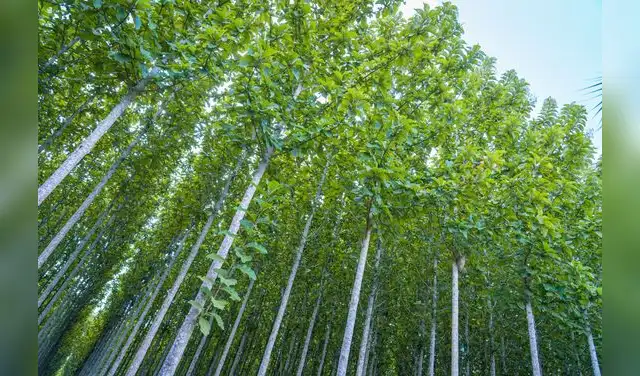 La madera amazónica