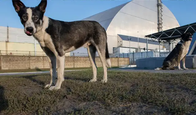 Los perros han vivido y criado dentro de la zona de exclusión de Chernóbil durante generaciones. Foto: Mike Hettwer