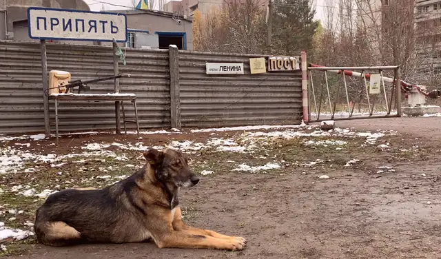 Un perro mestizo en la Zona de Exclusión de Chernóbil. Foto: Shutterstock