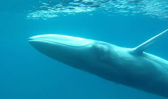 La ballena de Omura es una ballena de tamaño pequeño a mediano, pero en comparación con otros animales, sigue siendo enorme, ya que los adultos miden alrededor de 10 metros de longitud. Foto: Royal Society Open Science