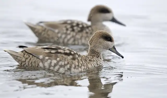 La cerceta pardilla es una de las siete especies en situación crítica en España. Foto: Life Cerceta Pardilla