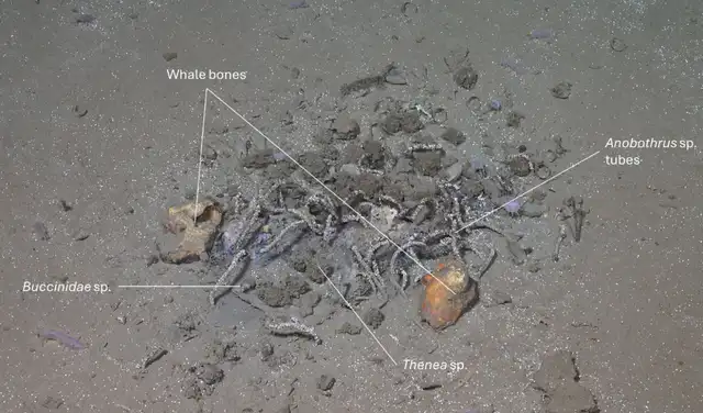Primer plano de la zona con el ROV antes de la toma de muestras. Foto: MAREANO Primer plano de la zona con el ROV antes de la toma de muestras. Foto: MAREANO