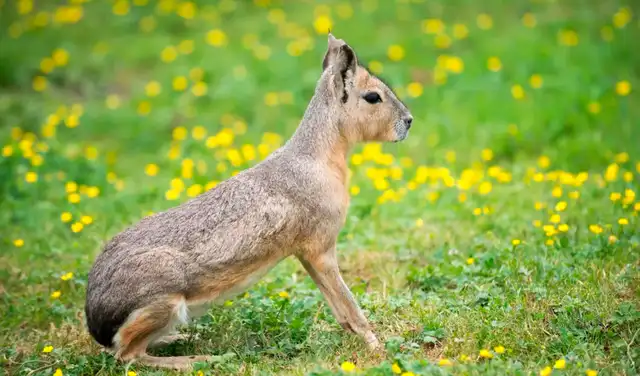 La mara patagónica es herbívora y come pastos, hierbas, arbustos bajos y frutos. Foto: iStock La mara patagónica es herbívora y come pastos, hierbas, arbustos bajos y frutos. Foto: iStock