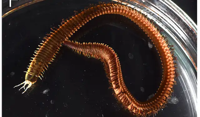 El gusano poliqueto Eunice bipapillata , que construyó la estructura tubular que sustentaba el pequeño ecosistema. Foto: Universidad de Nagoya