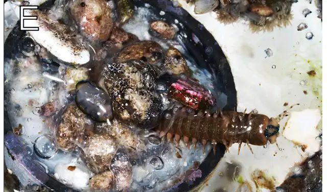 Una tapa de botella de plástico de 3,5 cm formó un microecosistema flotante. Foto: Universidad de Nagoya