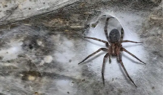 Un tejedor de embudo de granero o araña doméstica doméstica (Tegenaria domestica) en la Cueva del Azufre. Foto: Subterranean Biology Un tejedor de embudo de granero o araña doméstica doméstica (Tegenaria domestica) en la Cueva del Azufre. Foto: Subterranean Biology