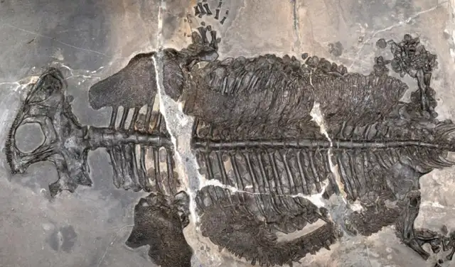 Esqueleto casi completo de Gerrothorax maritimus. Foto: Ryosuke Motani/UC Davis