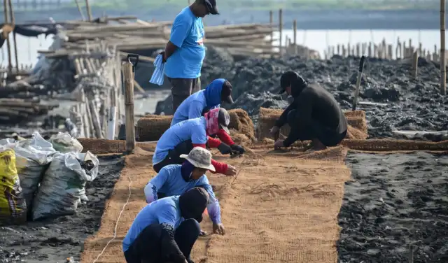 Los trabajadores colocan bolsas de fibra de coco junto a conchas de ostras en un rompeolas en la isla Pamarawan. Foto: AFP Los trabajadores colocan bolsas de fibra de coco junto a conchas de ostras en un rompeolas en la isla Pamarawan. Foto: AFP