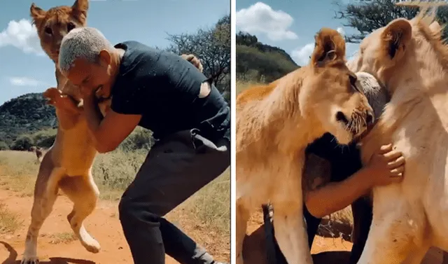 Facebook viral: Cuidador de felinos se reencuentra con leones que cuidó de  bebé y tierna escena causa furor | Face | Fb | Video viral | Redes Sociales  | Dean Schneider | Tendencias | La República