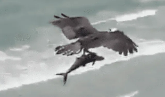 Video: captan a águila cazando un 'tiburón' en medio de una playa y se lo  lleva a su nido | Redes sociales | Animales | rddr | Tendencias | La  República