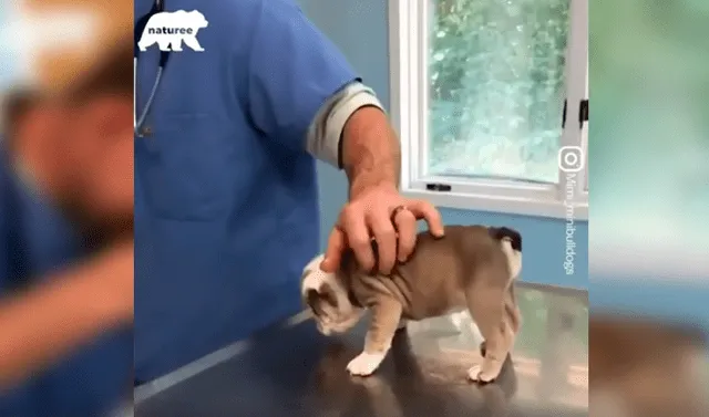 Esta llorando compensar caravana Facebook viral: Llevan a pequeño perro al veterinario por primera vez y  este tiene inesperada reacción | Face | Fb | Animales | Amor | México | Mx  | Video viral | Tendencias | La República