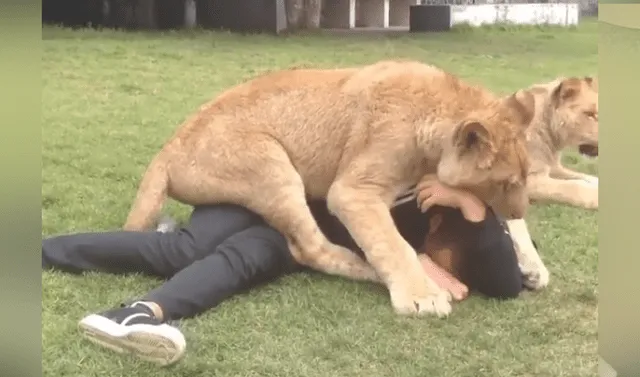 Facebook viral: Entra a peligroso santuario de leones, sin sospechar lo que  harían los furiosos animales | Viral | Video | Face | México | Black Jaguar  White Tiger | Estados Unidos | Tendencias | La República