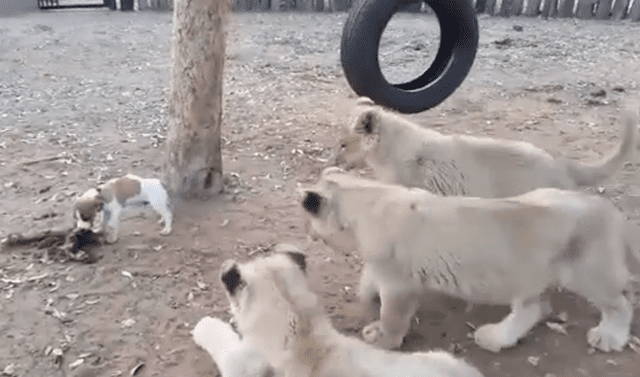 YouTube viral: perro se mete a santuario de leones y devora su comida  frente a ellos | Video | Viral | YT | Redes Sociales | Estados Unidos |  Tendencias | La República