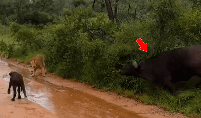 YouTube viral: hambriento león quiso devorar a búfalo bebé, pero su madre  llega para rescatarlo | Video | Viral | YT | Redes sociales | México |  Estados Unidos | Animales | Tendencias | La República