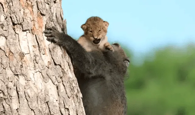 El Rey León: animales recrean escena de película de Disney | mdga |  Tendencias | La República