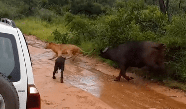 YouTube viral: hambriento león quiso devorar a búfalo bebé, pero su madre  llega para rescatarlo | Video | Viral | YT | Redes sociales | México |  Estados Unidos | Animales | Tendencias | La República