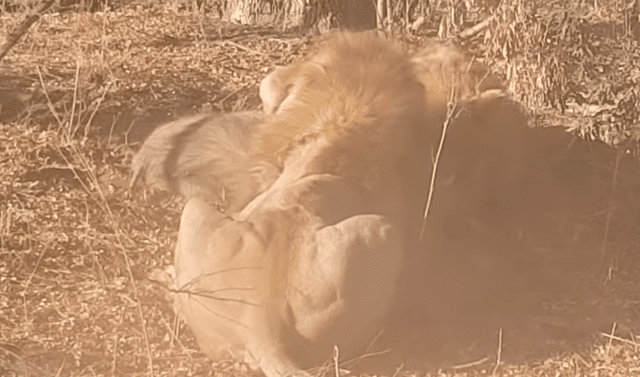 YouTube viral: feroces leones excavan profundo hoyo, llegan al fondo y  encuentran lo menos pensado | Video | Viral | Animales | YT | México |  Guadalajara | USA | Tendencias | La República