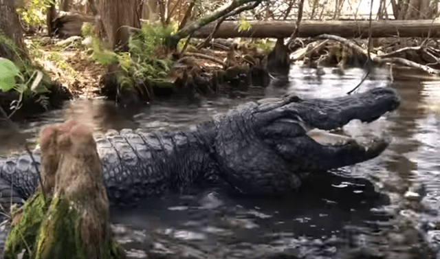 YouTube viral: Joven se acerca a enorme cocodrilo para darle sus alimentos  y este tiene peculiar comportamiento | Video | Viral | Yotube | reptiles |  Estados Unidos | EEUU | Gatorland | Tendencias | La República