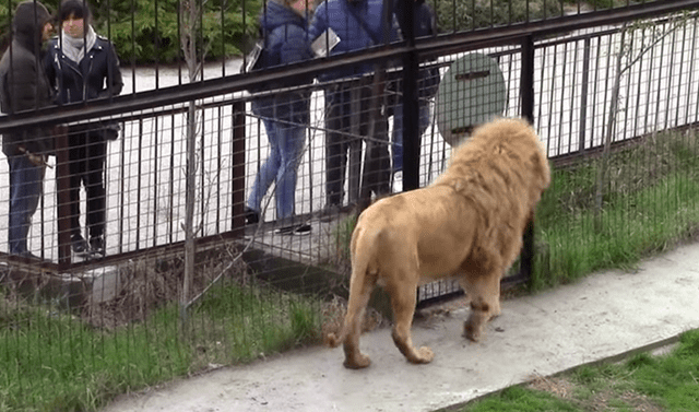 YouTube viral: Turista que fotografiaba a manada de leones en zoológico  recibe la peor venganza de depredador enfurecido | Video | Viral | Yt |  Yotube | Mexico | Mx | Redes Sociales | Tendencias | La República