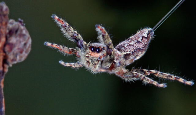 Algunas arañas utilizan hilos de seda para impulsarse con el viento, como si de una cometa o un paracaídas se tratara. Así, pueden llegar a desplazarse a través de grandes distancias. Foto: Imgur