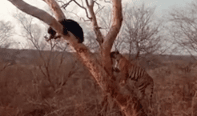 YouTube viral: Hambriento tigre ataca a oso distraído, sin imaginar lo que  pasaría | México | India | redes sociales | viral | video | Tendencias | La  República