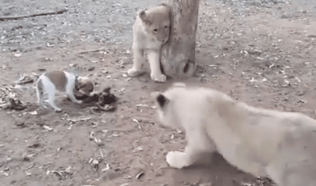 YouTube viral: perro se mete a santuario de leones y devora su comida  frente a ellos | Video | Viral | YT | Redes Sociales | Estados Unidos |  Tendencias | La República