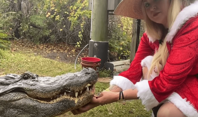 YouTube viral: Mujer vestida de 'mamanuela' ingresa a jaula de cocodrilos y  reptil se comporta como tierna mascota | Video | Viral | Navidad | Estados  Unidos | EEUU | Gatorland | Tendencias | La República