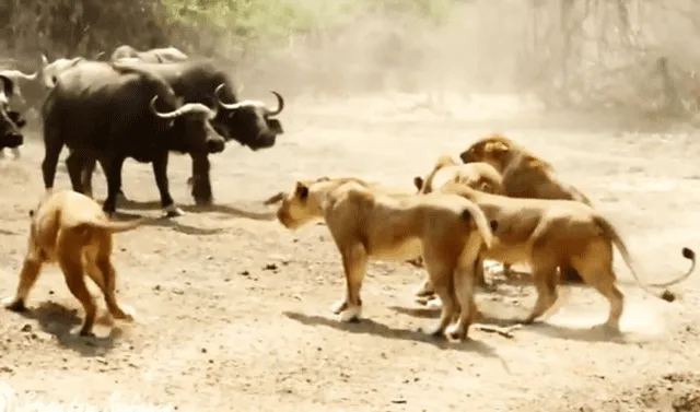 YouTube viral: Hambrientos leones cazan a búfalo, pero son atacados por  enfurecida manada | Video viral | Australia | África | Pelea | Familia |  Caza | Depredador | Tendencias | La República