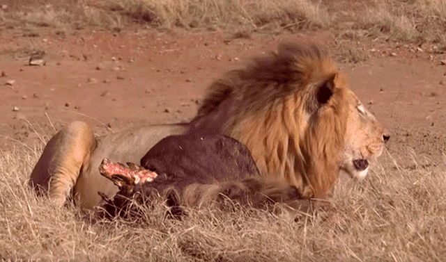 YouTube viral: León 'macho alfa' destruye columna de aprendiz que intentó  quitarse su presa | Video viral | Animales | Depredador | Mx | Australia |  África | Tendencias | La República