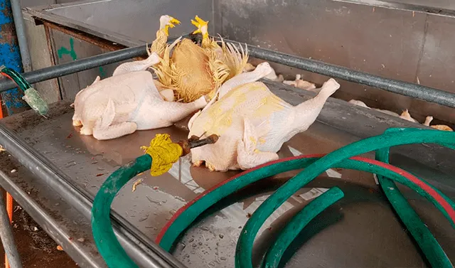 Ate: avícola inflaba pollos con agua para aumentar su peso | atmp |  Sociedad | La República