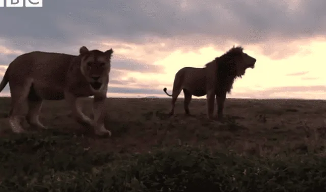 YouTube viral: hiena entra por error a campo de leones y ellos la matan  cruelmente | Viral | YT | Video | Animales | safari | México | Tendencias |  La República