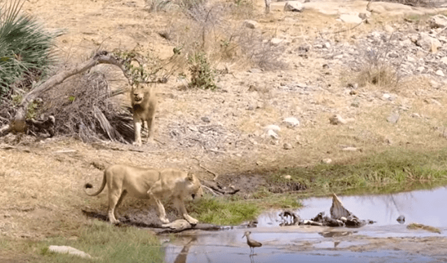 YouTube viral: Hambrientas hienas ingresan a campo de leones para robar  comida de felinos y estos enfurecen | VIDEO | Viral | Yotube | Maasai  Sightings | África | México | Mx | Tendencias | La República